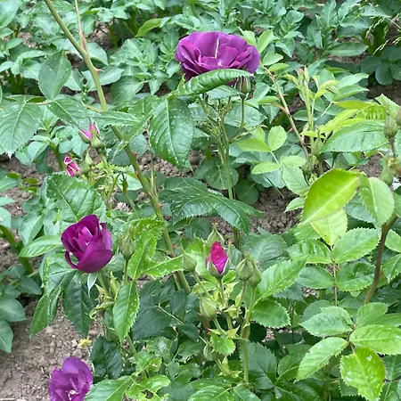 Chateau De La Cour De Coulonces *