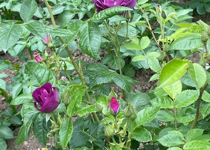 Chateau De La Cour De Coulonces *